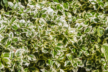 Natural green leaves textured background.
