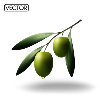 a green olive branch on white background