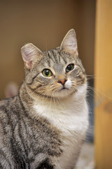 striped European shorthair cat with ear trimmed after sterilization