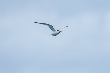 Cabot s Tern photographed in Vitoria, Capital of Espirito Santo. Southeast of Brazil. Atlantic Ocean. Picture made in 2019.