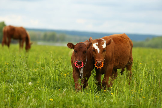 Cow nose ring deals