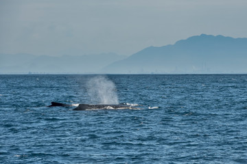 Humpback Whale photographed in Vitoria, Capital of Espirito Santo. Southeast of Brazil. Atlantic Ocean. Picture made in 2019.