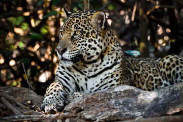 Fototapeta na wymiar Wild Jaguar Portrait