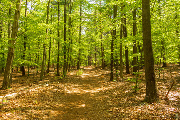 Trail through the forest in Northwest Park