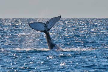 Humpback Whale photographed in Vitoria, Capital of Espirito Santo. Southeast of Brazil. Atlantic...