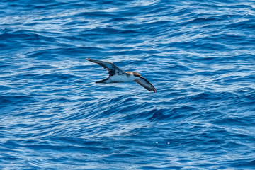 Great Shearwater photographed in Vitoria, Capital of Espirito Santo. Southeast of Brazil. Atlantic Ocean. Picture made in 2019.