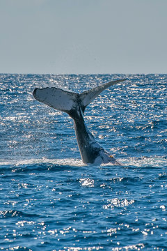 Humpback Whale photographed in Vitoria, Capital of Espirito Santo. Southeast of Brazil. Atlantic Ocean. Picture made in 2019.
