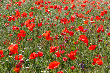 Fototapeta na wymiar Field With Poppy Flowers Close Up 