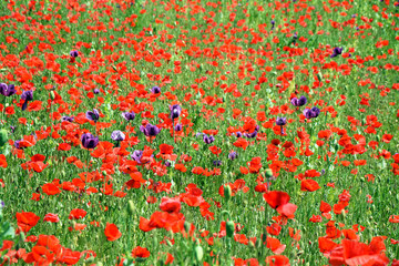 Red and Violet Poppy Field Papaver Somniferum L Poppy Colorful Floral Portrait