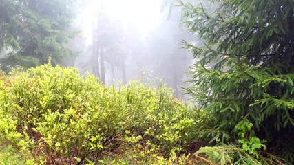 Morning in the forest with sounds of birds