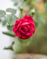 pink rose on green background