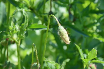 Papaver Somniferum L Poppy Close Up Bud