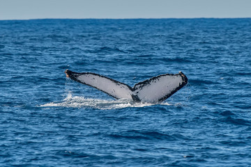 Obraz premium Humpback Whale photographed in Vitoria, Capital of Espirito Santo. Southeast of Brazil. Atlantic Ocean. Picture made in 2019.