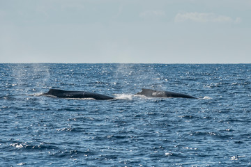 Naklejka premium Humpback Whale photographed in Vitoria, Capital of Espirito Santo. Southeast of Brazil. Atlantic Ocean. Picture made in 2019.
