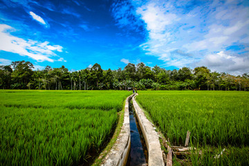 Rice Field in the Morning
