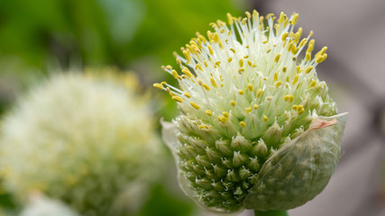 kwiat roślina © Roman