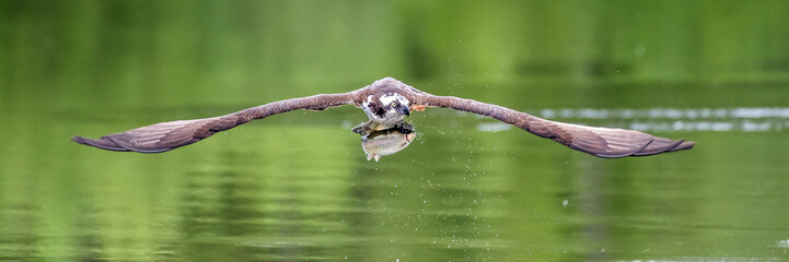 A panoramic view of an Osprey taking off with wings fully extended and a freshly caught fish in its talons. The still green surface of the water is visible behind the bird.