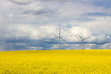 wind farm on rapeseed field