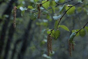 willow branches with catkins