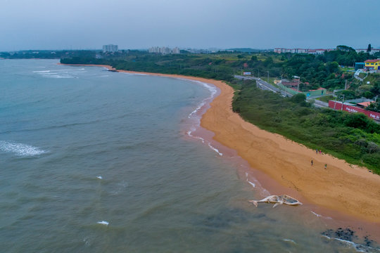 Stranded humpback whale photographed in Serra City, in Espirito Santo. Southeast of Brazil. Atlantic Ocean. Picture made in 2019.