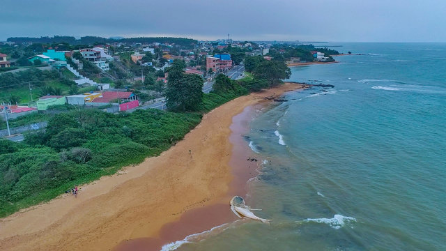 Stranded humpback whale photographed in Serra City, in Espirito Santo. Southeast of Brazil. Atlantic Ocean. Picture made in 2019.