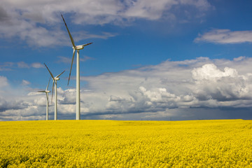 wind farm on rapeseed field