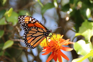 Close-up Of Butterfly On Flower