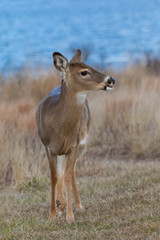 Doe at the Shore