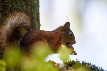 Selective focus photo. Squirrel on tree eats cone.