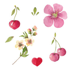 Paint of hand-drawn watercolor yellow flowers and cherry on a white background. Use for menus, invitations, wedding