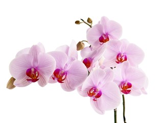 pretty flowers of orchid Phalaenopsis close up
