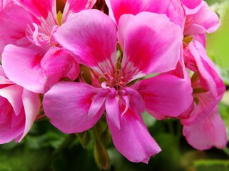 pretty pink flowers of geranium potted plant close up