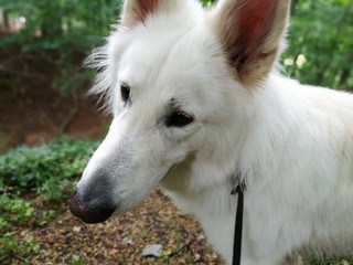 Weißer Schäferhund Berger Blanc Suisse mit melancholischen Augen