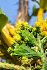 Kaktus der Gattung Brasiliopuntia brasiliensis