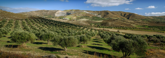 Mountain rural landscape, olive groves of Greece, panorama