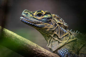 Close up of a Philippine Sail Fin Lizard ion a branch (Hydrosaurus pustulatus)