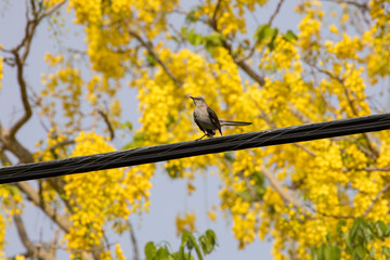 bird on a cable on spring