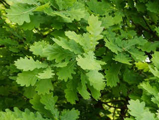 Fototapeta na wymiar green fresh leaves of oak tree at spring