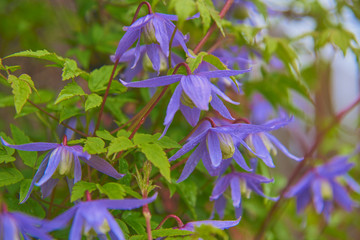 Clematis macropetala 'Blue Bird'.Soft selective focus. Post card.