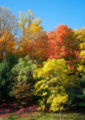 Treest with vivid colors in the Fall against a clear blue sky with room for copy.