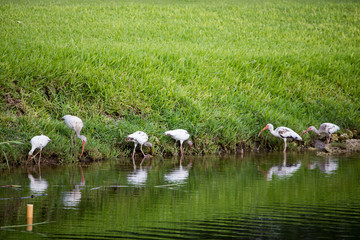 White ibis by the shore - Coral Gables Florida