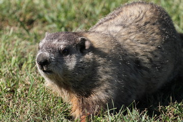 Wild Groundhog seen on a sunny day in Wheeling, West Virginia