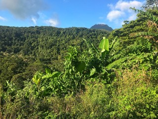 Fototapeta na wymiar the wild nature of Guadeloupe