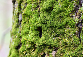 A tree in the forest is covered with beautiful moss.
