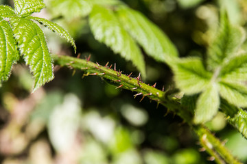 Close up of thorns of a blackberry plant.