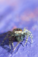 Gray wall jumping spider, Menemerus bivittatus feeding