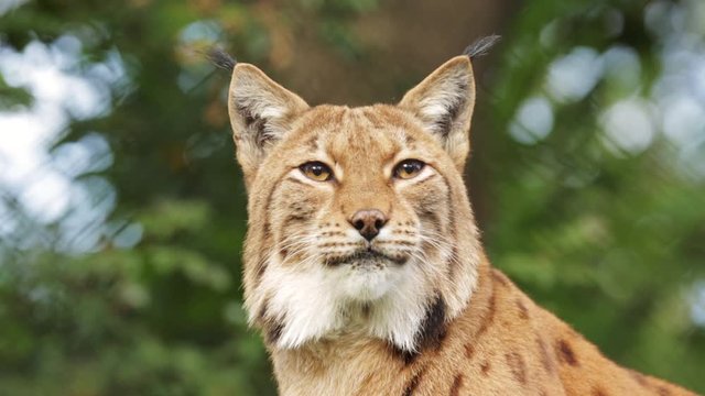 Portrait of Eurasian lynx
