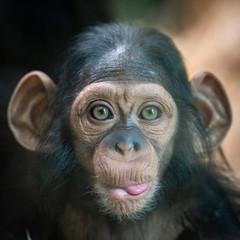 Portrait of a baby chimpanzee in Pilsen in Czech Republic . An excellent illustration.
