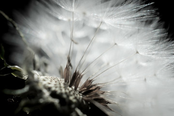 Macro photo of a dandelion