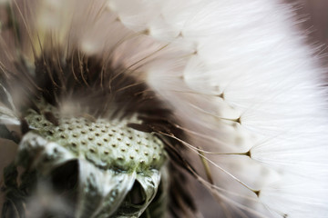 Macro photo of a dandelion 